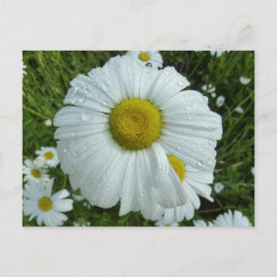 Regndroppar på Daisy I Wildblomma-Blommigten Vykort