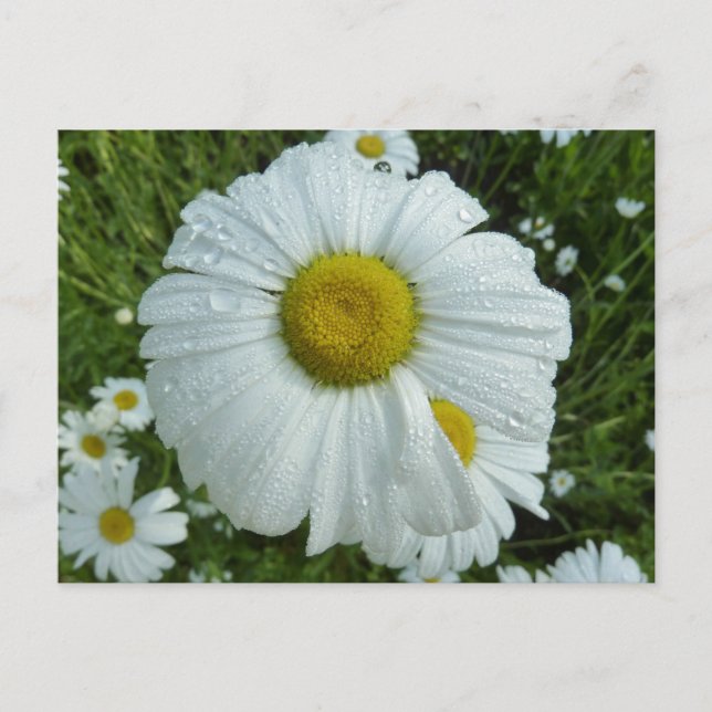 Regndroppar på Daisy I Wildblomma-Blommigten Vykort (Framsida)