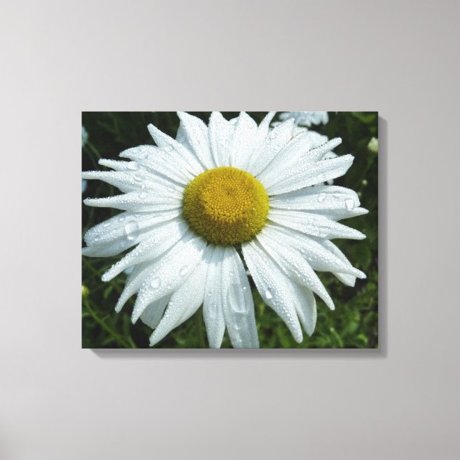Regndroppar på Daisy II-Blommigten Wildblomma Canvastryck (Framsida)