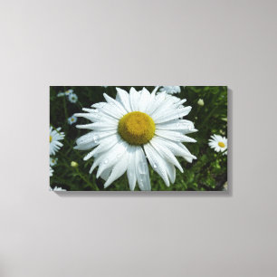 Regndroppar på Daisy II-Blommigten Wildblomma Canvastryck
