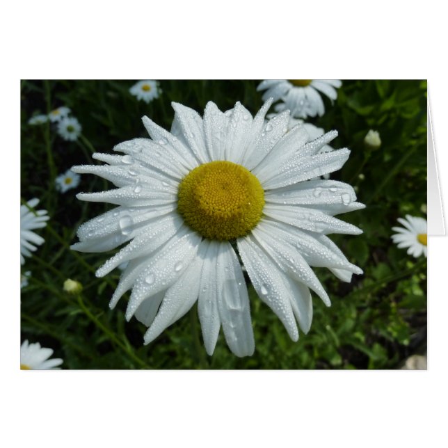Regndroppar på Daisy II-Blommigten Wildblomma Hälsningskort (Framsidan Horizontal)