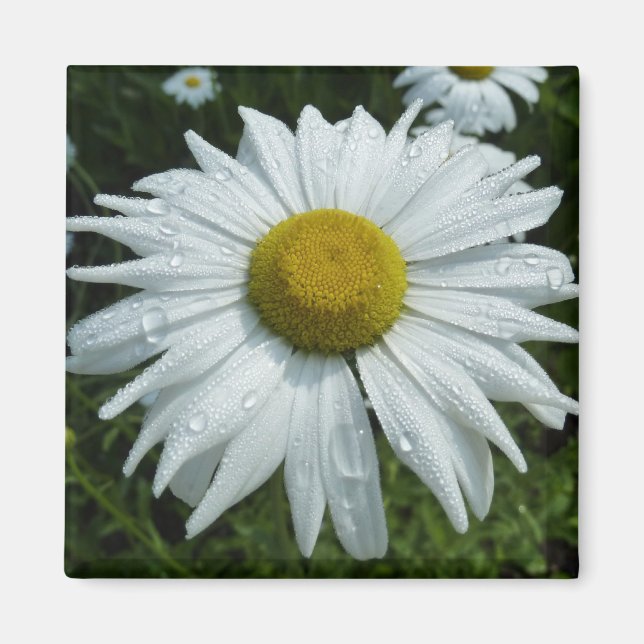 Regndroppar på Daisy II-Blommigten Wildblomma Magnet (Framsidan)