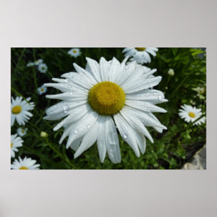 Regndroppar på Daisy II-Blommigten Wildblomma Poster