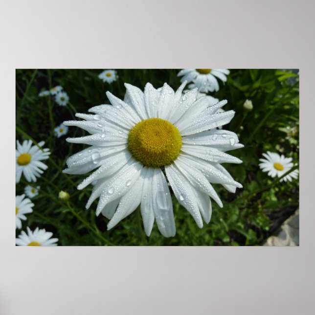 Regndroppar på Daisy II-Blommigten Wildblomma Poster (Framsidan)