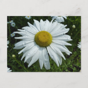 Regndroppar på Daisy II-Blommigten Wildblomma Vykort