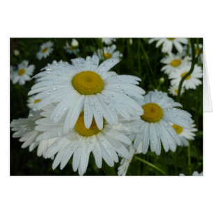 Regndroppar på Daisy Wildblommes Blommigt Hälsningskort