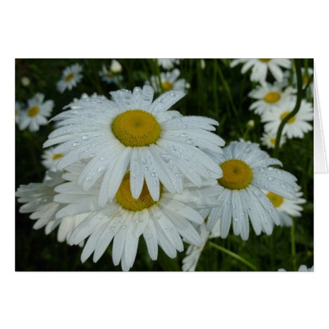 Regndroppar på Daisy Wildblommes Blommigt Hälsningskort (Framsidan Horizontal)