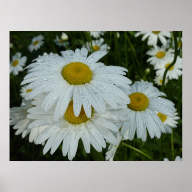 Regndroppar på Daisy Wildblommes Blommigt Poster (Framsidan)