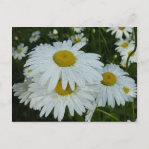 Regndroppar på Daisy Wildblommes Blommigt Vykort