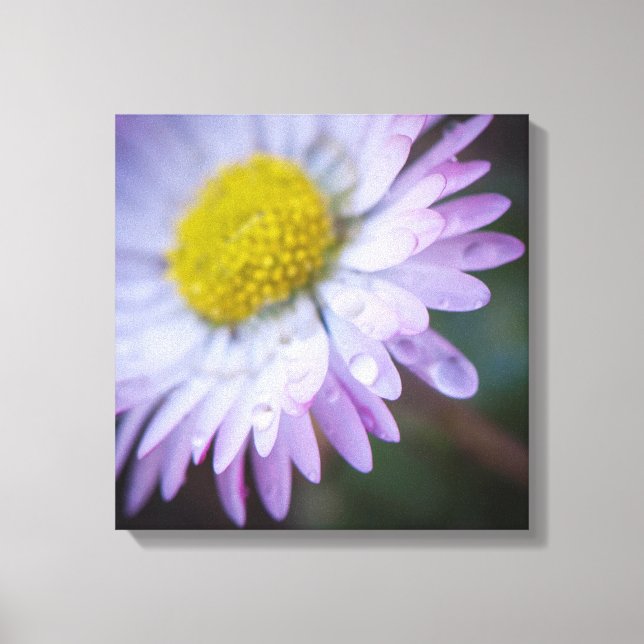 Regndroppar på en daisy canvastryck (Framsida)