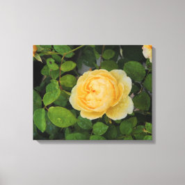 Regndroppar på Gul ros-utfällda kanvas