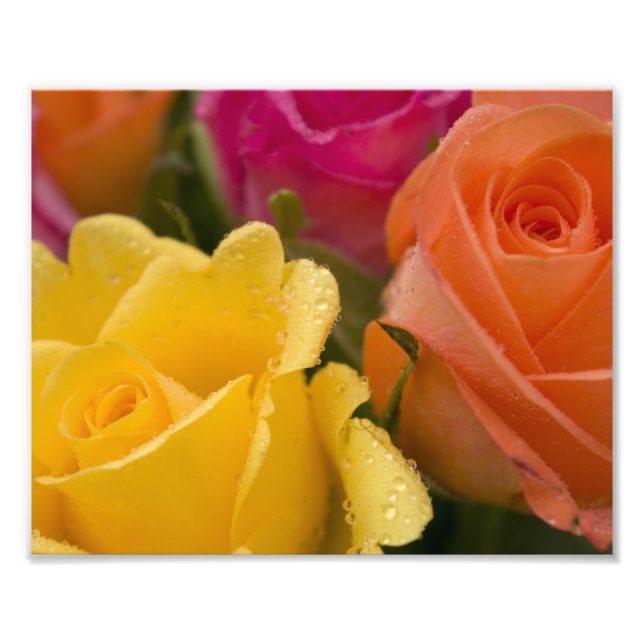 Regndroppar på Gultens Orange och Rosa ros Fototryck (Framsidan)