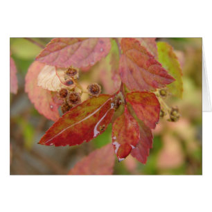 Regndroppar på Höst löv Hälsningskort