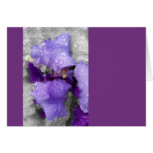 regndroppar på iris hälsningskort (Framsidan Horizontal)