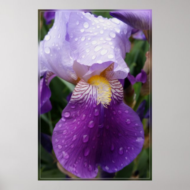 Regndroppar på iris poster (Framsidan)