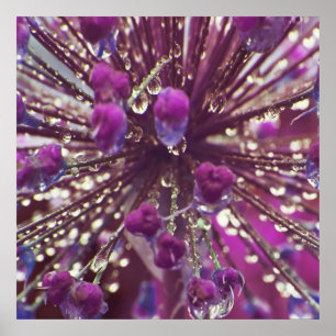 Regndroppar på Lila Allium Flower Makro Abstrakt Poster