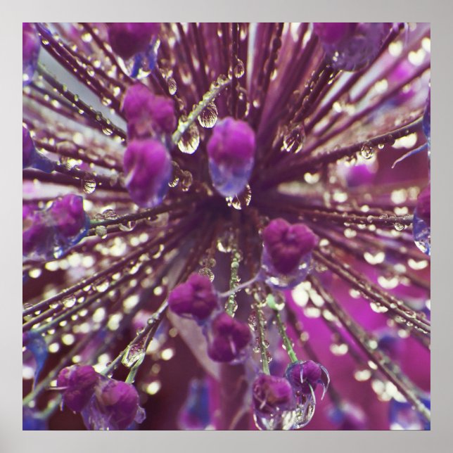 Regndroppar på Lila Allium Flower Makro Abstrakt Poster (Framsidan)