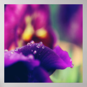 Regndroppar på Lila Flower Petal Makro Abstrakt Poster