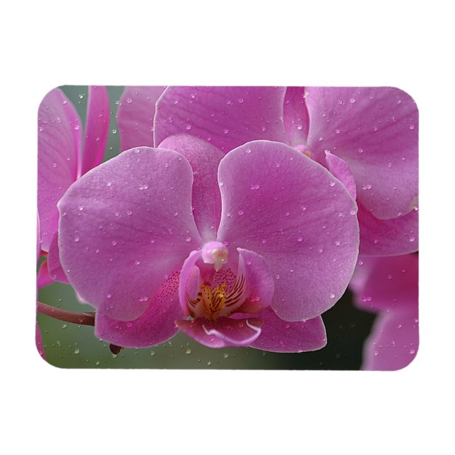 Regndroppar på Orchids Magnet (Horisontell)