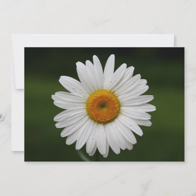 Regndroppar på Petals (Framsida)