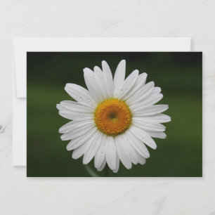 Regndroppar på Petals