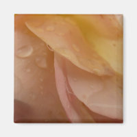 Regndroppar på Ro Petals Rosa Peach Blommigt