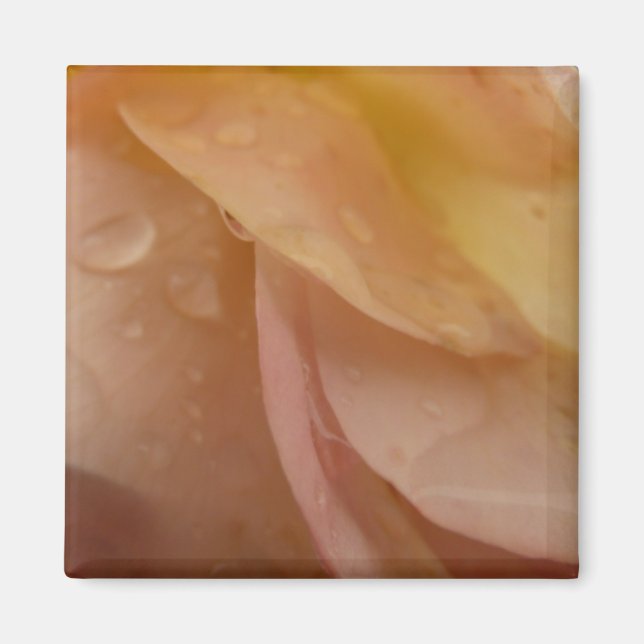 Regndroppar på Ro Petals Rosa Peach Blommigt Magnet (Framsidan)