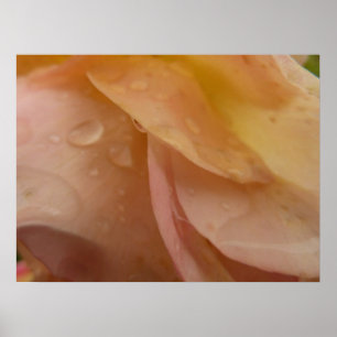 Regndroppar på Ro Petals Rosa Peach Blommigt Poster