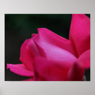 Regndroppar på röd Rosenknopp Poster