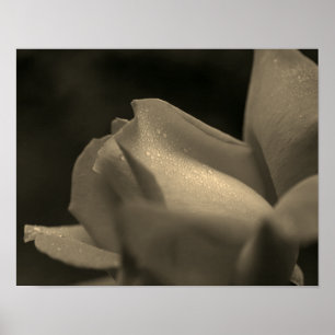 Regndroppar på Rosenknopp i Sepia-färgton Poster