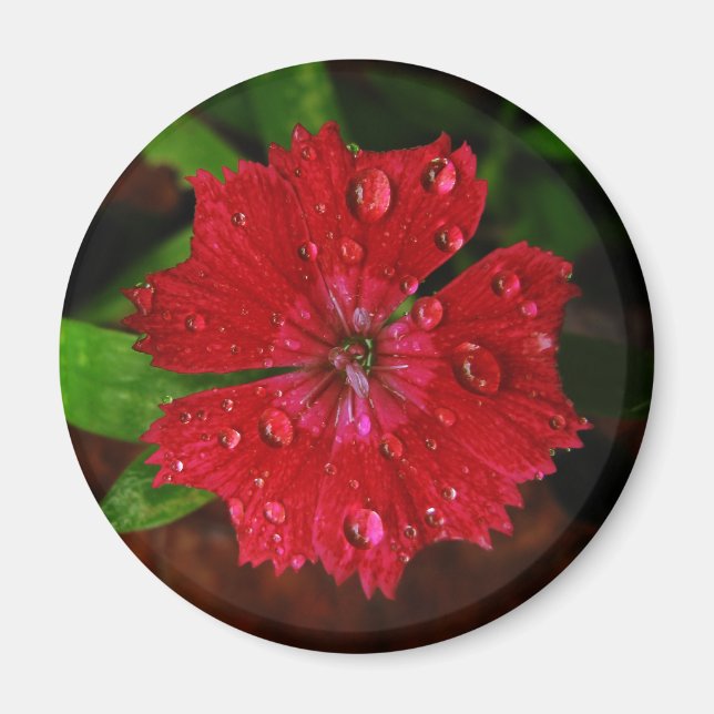 Regndroppar på vackert Red Dianthus Flower Photo Magnet (Framsidan)