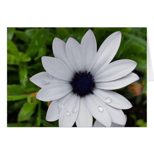 regndroppar på vita hälsningskort (Framsidan Horizontal)