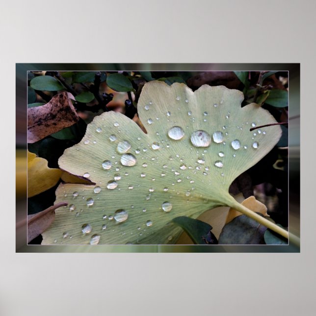 Regndroppar Poster (Framsidan)