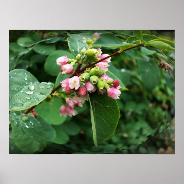 regndroppar poster (Framsidan)