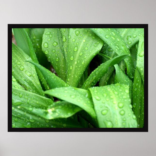 Regndroppar Poster (Framsidan)