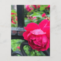 Regndroppar Rosa ros Flower Ro Rainy Day NYC