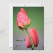 Regndroppar Rosa Tulips Tack för dina kort