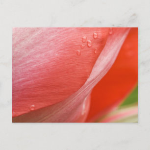 regndroppar, Rosa Vår Tulip Abstrakt Macro Photo Vykort