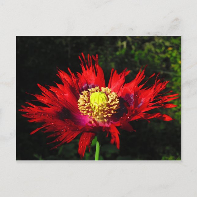 regndroppar vykort (Framsida)