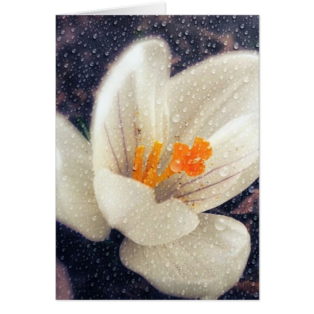 Regnig dag Crocus Flower Hälsningskort (Framsidan)