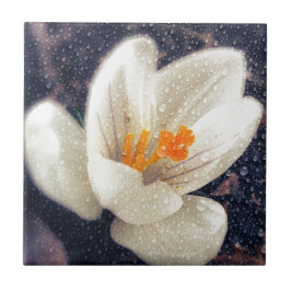 Regnig dag Crocus Flower Kakelplatta