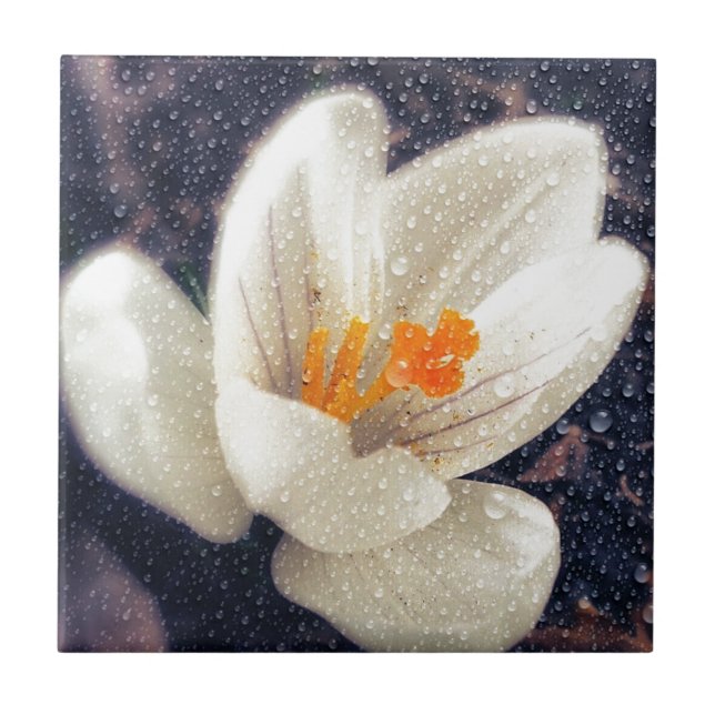 Regnig dag Crocus Flower Kakelplatta (Framsidan)