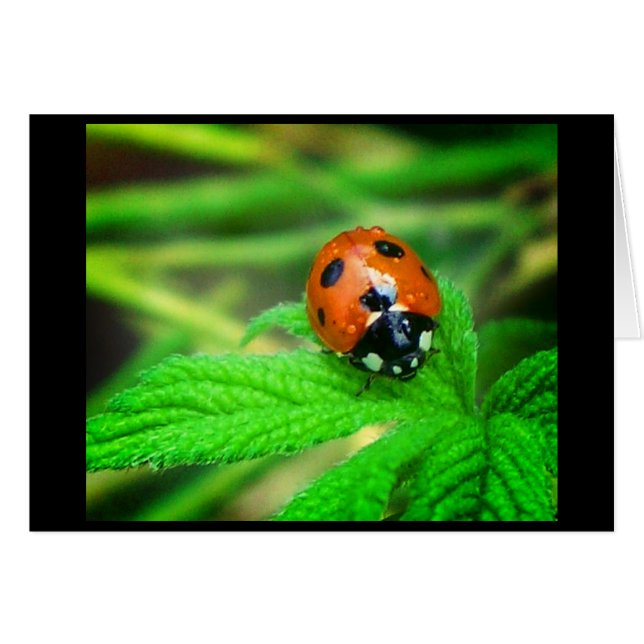 Regniga dagar hälsningskort (Framsidan Horizontal)