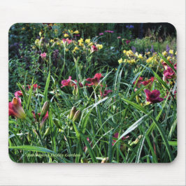 Regniga trädgårdar för dagReblooming Daylily Musmatta