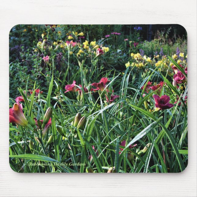 Regniga trädgårdar för dagReblooming Daylily Musmatta (Framsidan)