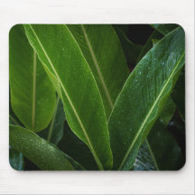 Regniga tropiska blad, enkel natur