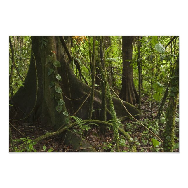 Regnskog, Mapari River North Rupununi, Fototryck (Framsidan)