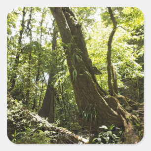 regnskogsvy, Dominica Fyrkantigt Klistermärke