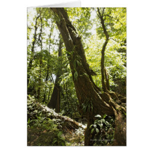 regnskogsvy, Dominica Hälsningskort