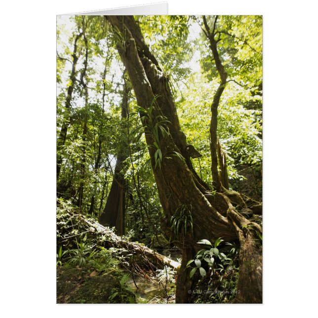 regnskogsvy, Dominica Hälsningskort (Framsidan)